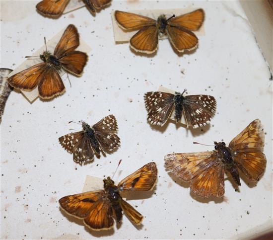 Two double book butterfly specimen cases, 13in.